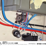 クマネズミ：配電盤を移動する様子 出典：日本ペストコントロール協会