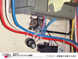 クマネズミ：配電盤を移動する様子
出典：日本ペストコントロール協会