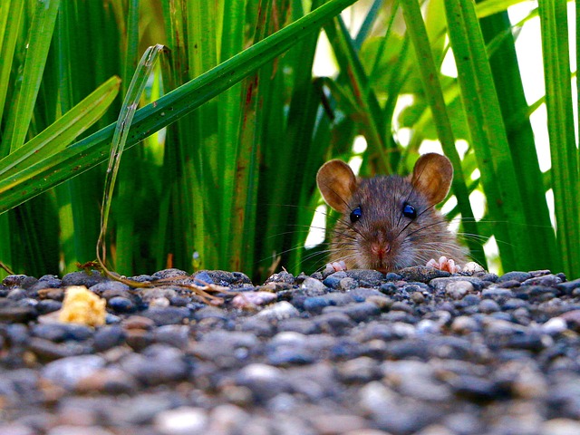 畑に出没する野ネズミ