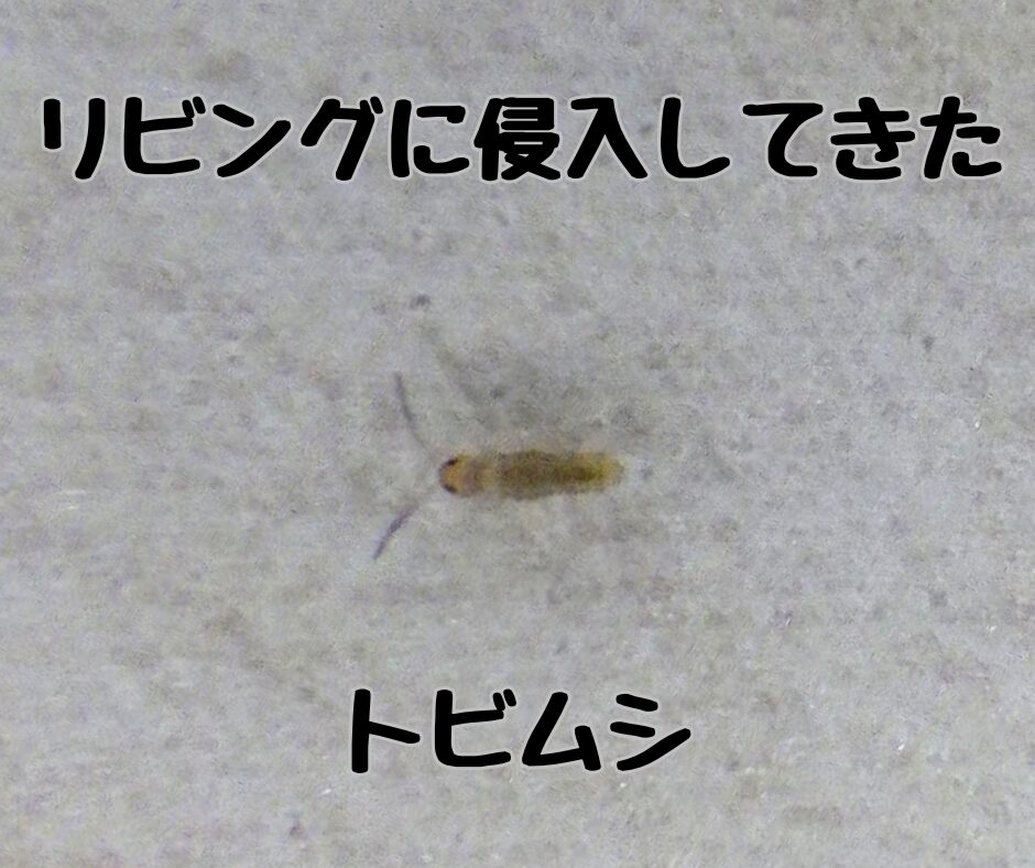 小さい虫、家の中、1mm、悩んでいませんか？ | すぐくる！総合リビングサービス（株）