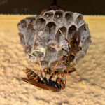 キアシナガバチの巣 女王バチと働きバチ