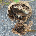 駆除したスズメバチの巣