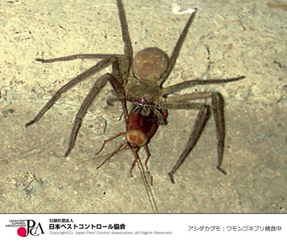 家に棲みつくクモ(蜘蛛)の種類・生態・見分け方についてご紹介! | すぐくる!総合リビングサービス(株)