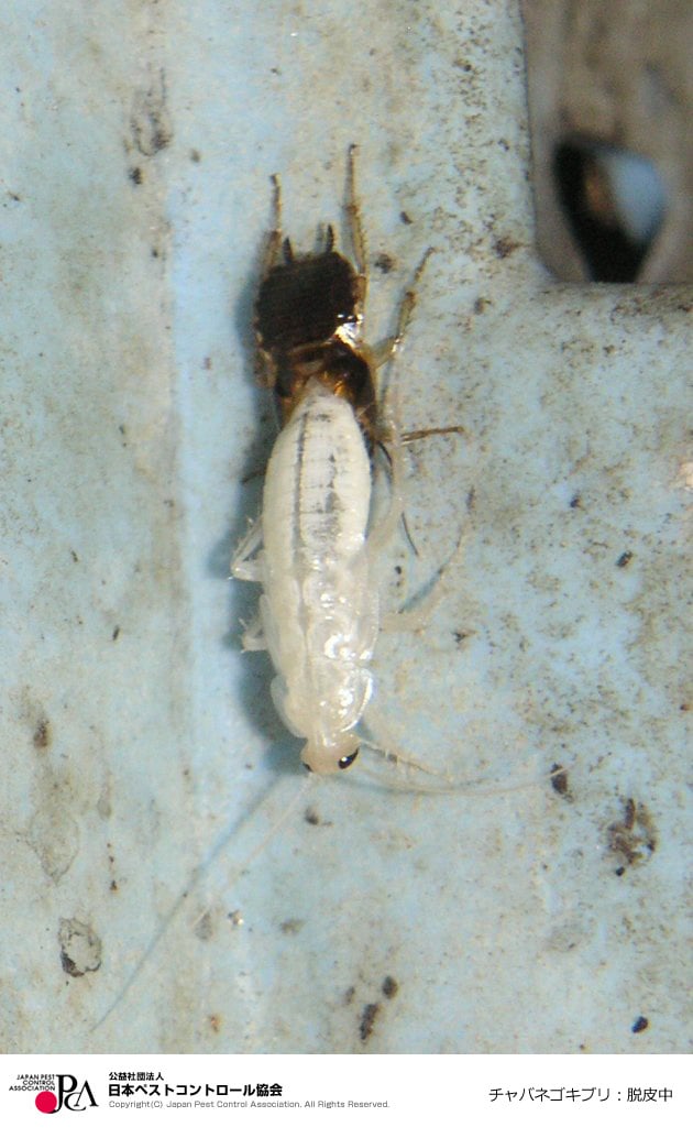 ゴキブリってどんな生き物？「敵を知り、己を知ればG戦危うからず