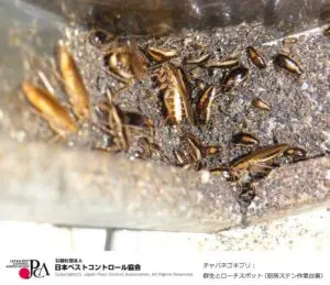 出典：日本ペストコントロール協会
チャバネゴキブリ：群生とローチスポット （厨房ステン作業台裏）