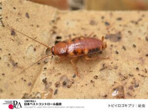 出典：日本ペストコントロール協会
トビイロゴキブリ：幼虫