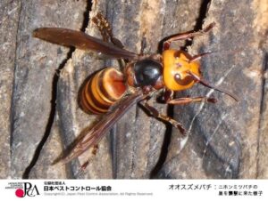 出典：日本ペストコントロール協会
オオスズメバチ：ニホンミツバチの巣を襲撃に来た様子