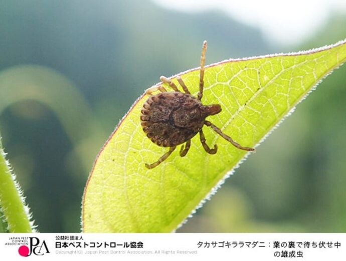 タカサゴキララマダニ 出典：日本ペストコントロール協会