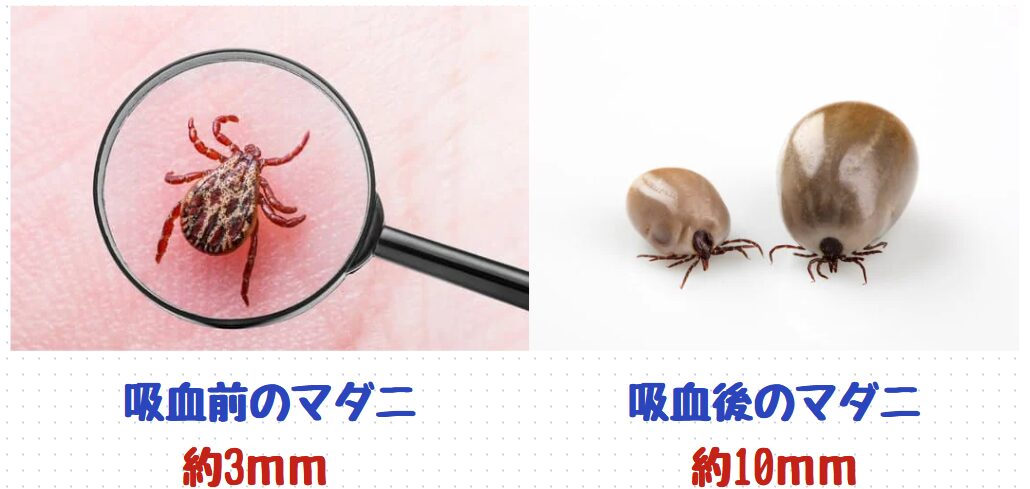 ダニを知る/生態や種類について紹介 | すぐくる!総合リビングサービス(株)