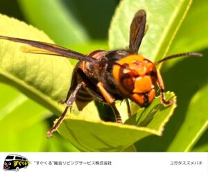 コガタスズメバチ成虫