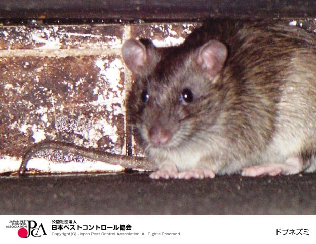 ドブネズミの駆除方法とは?特徴や生態、主な被害について解説 | すぐくる!総合リビングサービス(株)