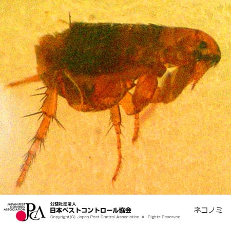 ノミやダニは水で駆除できるのか?洗濯以外の対策方法も詳しく解説! | すぐくる!総合リビングサービス(株)