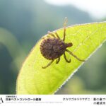 タカサゴキララマダニ　出典：日本ペストコントロール協会