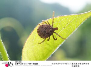 タカサゴキララマダニ　出典：日本ペストコントロール協会