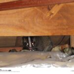 ハクビシン　出典：日本ペストコントロール協会