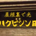 ハクビシン　出典：日本ペストコントロール協会