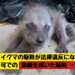 ”すぐくる”アライグマ