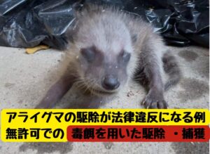 ”すぐくる”アライグマ