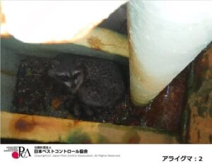 アライグマ 出典:日本ペストコントロール協会