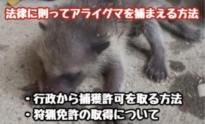 ”すぐくる”アライグマ
