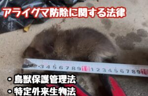 ”すぐくる”アライグマ