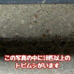 トビムシ”すぐくる”