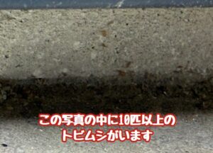 トビムシ”すぐくる”