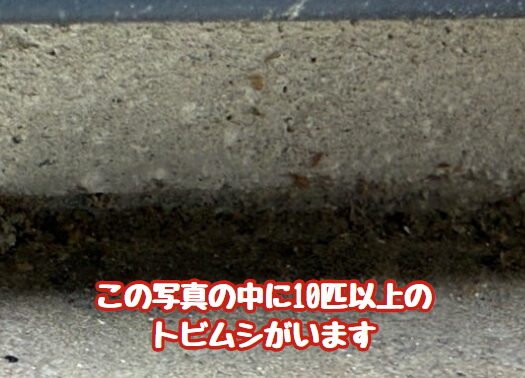 小さな害虫トビムシの対策方法｜特徴・侵入ルート・予防策を解説 
