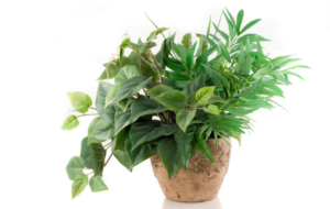 観葉植物”すぐくる”