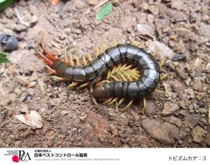 トビズムカデ　出典：日本ペストコントロール協会