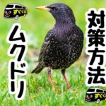 ムクドリ”すぐくる”