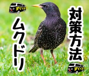 ムクドリ”すぐくる”