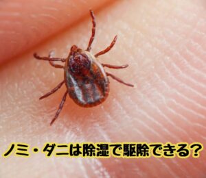 ノミ・ダニ”すぐくる”