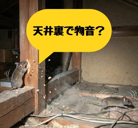 天井裏のネズミ