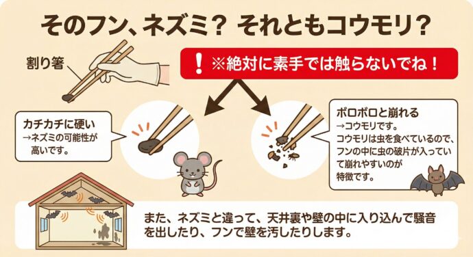 コウモリ”すぐくる”