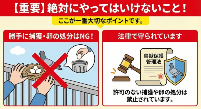 ドバト”すぐくる”