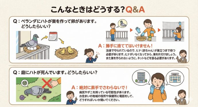 ドバト”すぐくる”