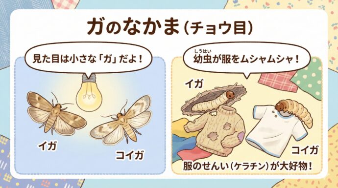 ガの仲間(チョウ目)
イガ
コイガ 見た目は小さな「ガ」です。幼虫(ようちゅう)のころに、服を食べて育ちます。