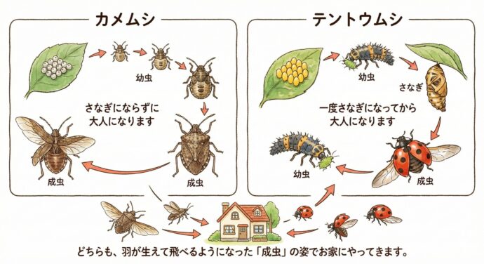 虫たちの育ち方のちがい
虫によって、大人になるまでのステップがちがいます。
カメムシ: 卵 → 幼虫 → 成虫(さなぎにならずに大人になります)
テントウムシ: 卵 → 幼虫 → さなぎ → 成虫(一度さなぎになってから大人になります)
どちらも、羽が生えて飛べるようになった「成虫」の姿でお家にやってきます。