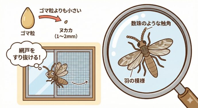 ヌカカは、ハエや蚊(か)のなかまです。 一番の特徴は、その小ささ!
大きさ: わずか1〜2ミリ。ゴマ粒よりも小さいんです。
とくぎ: とっても小さいので、なんと家の網戸(あみど)をすり抜けて入ってきてしまいます。
見た目: 虫めがねで見ると、触覚(しょっかく)が数珠(じゅず)のようにつながっていて、羽に模様(もよう)があるのが特徴です。