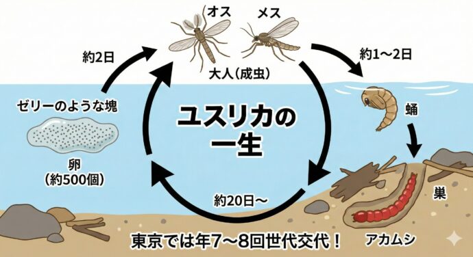 Q:ユスリカはどんな一生を過ごすの?
A: 卵から始まって、約25日〜2ヶ月で大人になります。 お母さんユスリカは、水の中にゼリーのような塊(かたまり)に包まれた卵を約500個生みます。卵は2日くらいでかえって、水底の砂などで巣を作って過ごします。東京では1年に7〜8回も新しい世代が誕生するんですよ。