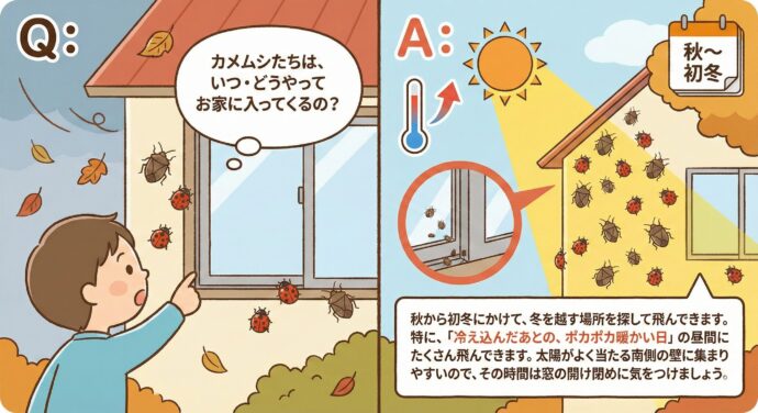 教えて!カメムシ・テントウムシQ&A
Q:カメムシたちは、いつ・どうやってお家に入ってくるの?
A: 秋から初冬にかけて、冬を越す場所を探して飛んできます。 特に、**「冷え込んだあとの、ポカポカ暖かい日」**の昼間にたくさん飛んできます。太陽がよく当たる南側の壁に集まりやすいので、その時間は窓の開け閉めに気をつけましょう。