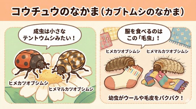 カブトムシのような仲間の小さいやつ(コウチュウ目)
ヒメカツオブシムシ
ヒメマルカツオブシムシ 成虫(せいちゅう)は小さなテントウムシのような形をしていますが、服を食べるのは毛虫のような姿をした幼虫たちです。