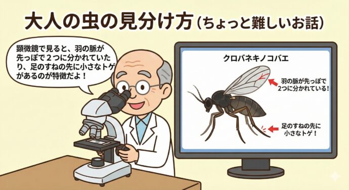 大人の虫の見分け方(ちょっと難しいお話)
大人の虫(成虫)を見分けるのは、専門家でも難しいんだ。 でも、顕微鏡(けんびきょう)で見ると、羽の脈(みゃく)の模様(もよう)が先っぽで2つに分かれていたり、足のすねの先に小さなトゲがあったりするのが特徴(とくちょう)だよ。