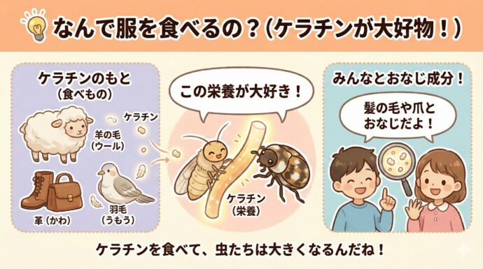 💡 なんで服を食べるの?
この虫たちは、羊(ひつじ)の毛(ウール)や、革(かわ)、羽毛(うもう)などに含まれる**「ケラチン」**という栄養(えいよう)が大好きなんです。みんなの髪の毛や爪(つめ)と同じような成分を食べて、大きくなるんですよ。