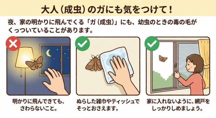 大人(成虫)のガにも気をつけて!
夜、家の明かりに飛んでくる「ガ(成虫)」にも、幼虫のときの毒の毛がくっついていることがあります。
明かりに飛んできても、さわらないこと。
もし壁にとまっていたら、ぬらした雑巾(ぞうきん)やティッシュでそっとおさえます。
家に入れないように、網戸(あみど)をしっかりしめましょう。