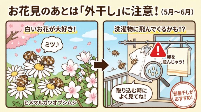 お花見のあとの「外干し」に注意!
ヒメマルカツオブシムシは、白いお花(マーガレットやツツジなど)のミツが大好き。5月〜6月ごろ、外に服を干すと、お花から飛んできた虫が卵(たまご)を産みつけてしまうことがあります。この時期は外干しを控えるか、取り込むときによく確認しましょう。