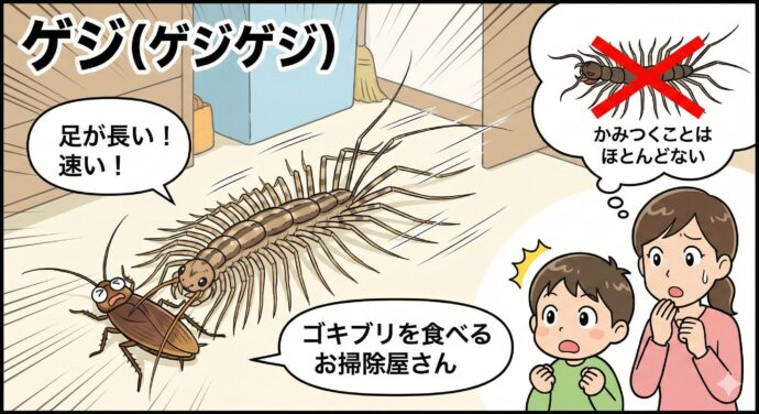 🏃 ゲジ(ゲジゲジ)
見た目は足が長(なが)くてとっても速(はや)く動(うご)くから、びっくりしちゃうよね。でも、ムカデみたいにかみつくことはほとんどありません。 しかも、みんなが嫌(きら)いなゴキブリなどを食べてくれる**「お掃除屋さん(おそうじやさん)」**でもあるんだよ!