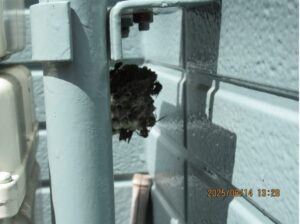 自宅ガスメーターの裏側に営巣したアシナガバチの巣