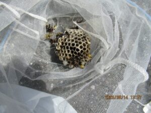 駆除したアシナガバチの巣